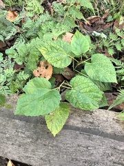 Morus indica