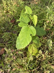 Morus indica