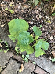 Morus indica