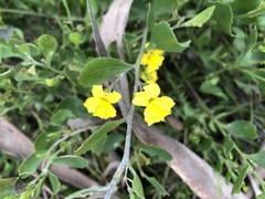 Goodenia varia