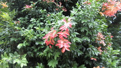 Syzygium myrtifolium