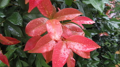 Syzygium myrtifolium