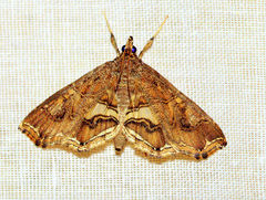 Paracymoriza