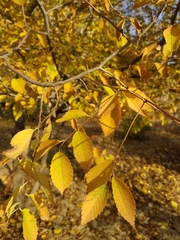 Ulmus glabra