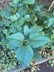 Morus indica