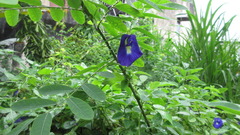 Clitoria ternatea