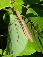 Tenodera sinensis