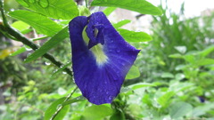 Clitoria ternatea