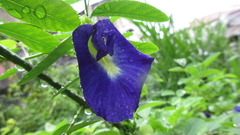 Clitoria ternatea