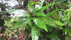 Mangifera indica