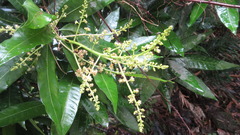 Mangifera indica