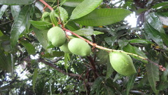 Mangifera indica