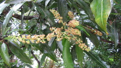 Mangifera indica