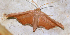 Hypolamprus angulalis