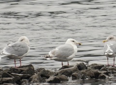Larus argentatus × glaucescens