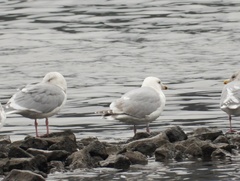 Larus argentatus × glaucescens