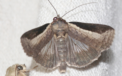 Lophoptera squammigera