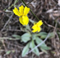 Goodenia robusta