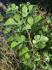Morus indica