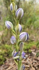 Thelymitra grandiflora
