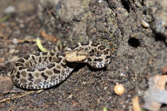 Crotalus ravus ravus