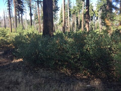Ceanothus velutinus velutinus