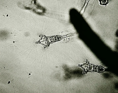 Collotheca