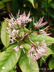 Ixora nigricans