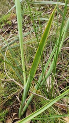 Thelymitra grandiflora