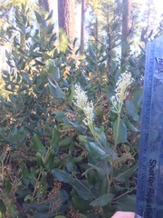 Ceanothus velutinus velutinus