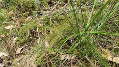 Thelymitra grandiflora