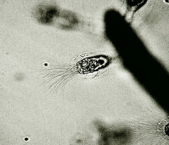 Collotheca