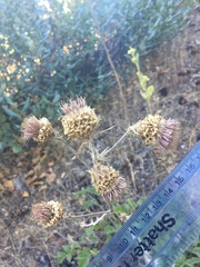 Cirsium remotifolium