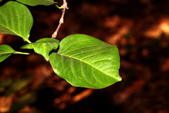 Meyna laxiflora