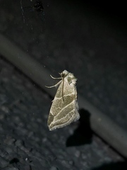 Plagiomimicus mimica