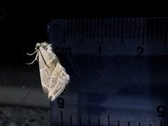 Plagiomimicus mimica