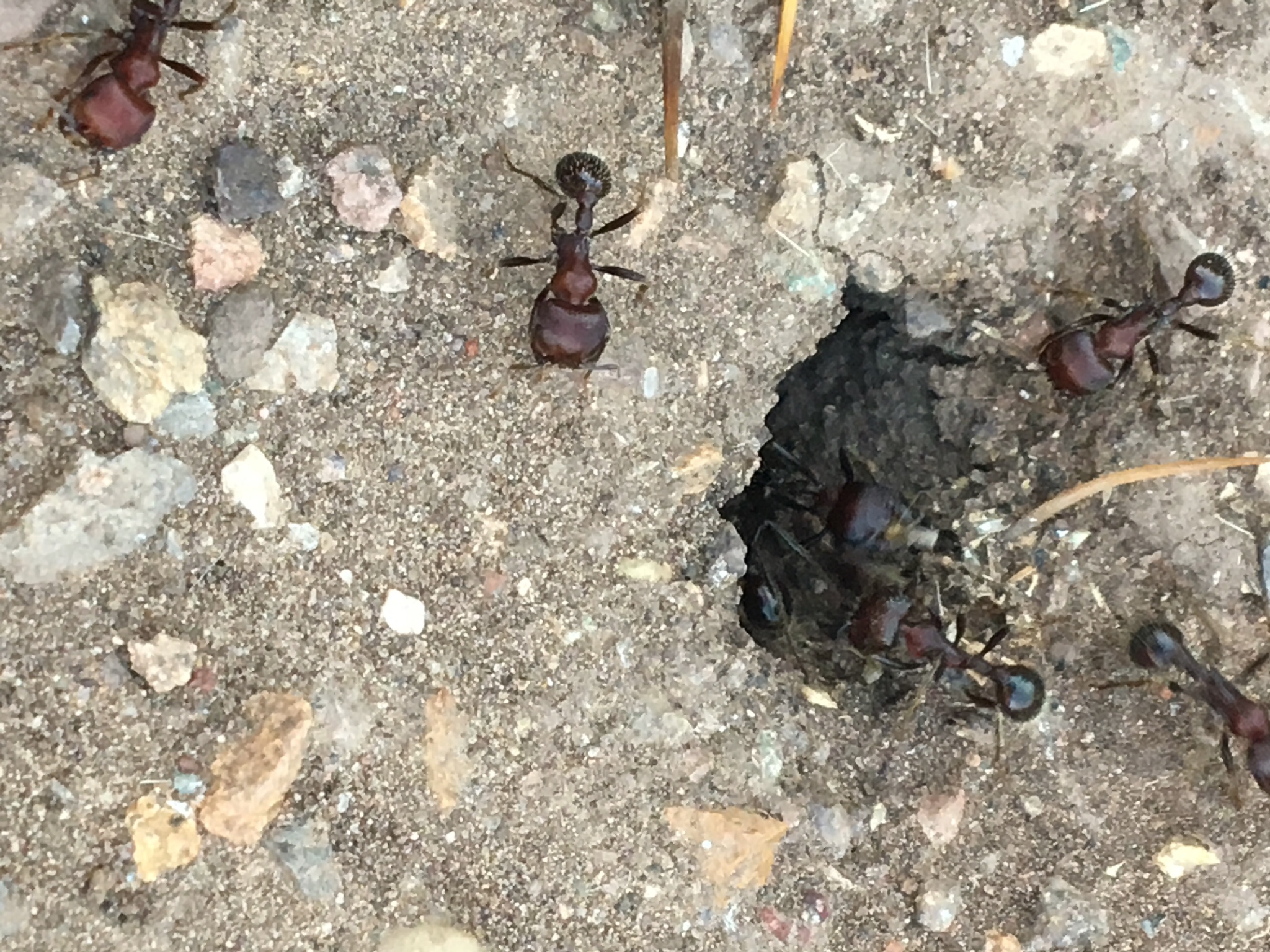 Pogonomyrmex barbatus × rugosus