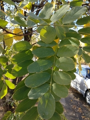 Robinia pseudoacacia