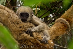 Northern Muriqui photo 1