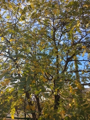 Robinia pseudoacacia