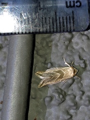 Plagiomimicus mimica