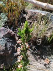 Erica triflora