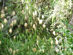 Miscanthus nepalensis