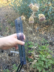 Cirsium remotifolium