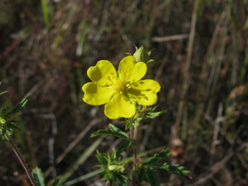 Potentilla vorobievii