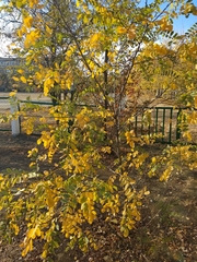 Robinia pseudoacacia