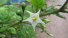 Solanum torvum