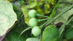 Solanum torvum