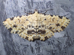 Sandava scitisignata