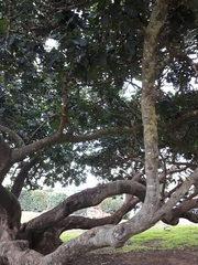 Ficus macrophylla